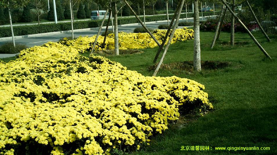 旱河路绿化工程设计案例