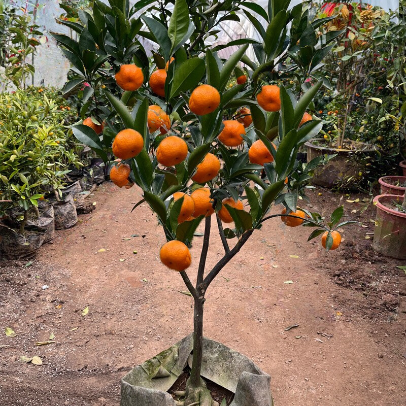 庭院绿植采购/*江苏宿迁买了一棵五公分桂花树/桂花树苗金桂丹桂八月四季桂盆栽花卉庭院绿植桂花苗绿化苗木