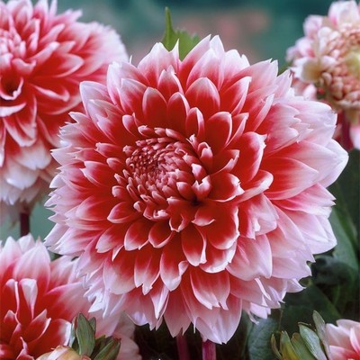 中秋过后，珠三角，好多花儿都可以准备入手了