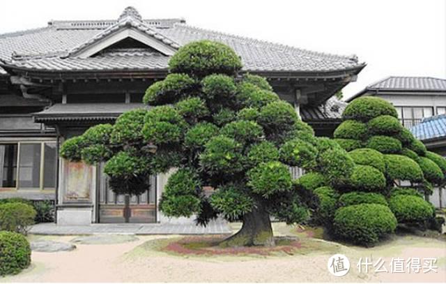 家有小院，选一棵树种上，适合种在院子里的5种树，漂亮又吉祥