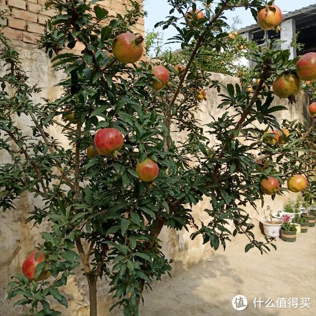 家里要种上3种“护宅花”，可不是迷信，是老一辈传下的智慧