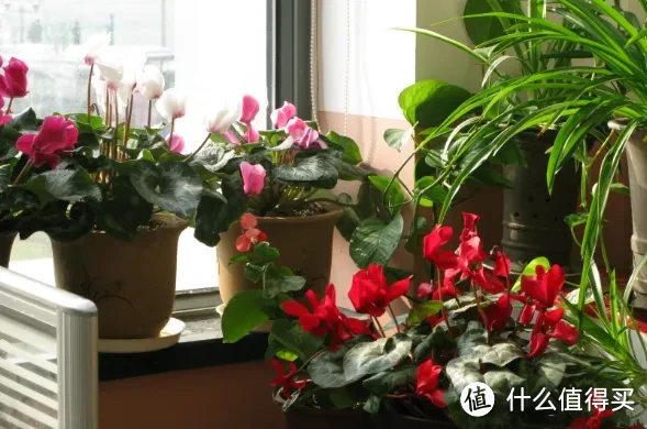 6种“大毒花”，花旺人不旺，为了家人的健康赶紧搬出去吧！